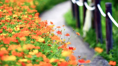 花径春景 花园 小径 橙色花朵 4K