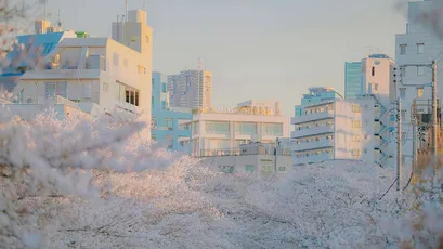 城市樱花晨景 城市景观 樱花盛开 清晨光线 4K