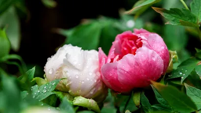 雨后芍药绽放 花卉 自然 粉色 1080P