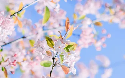 春日樱花绽放 春天 樱花 粉色 4K