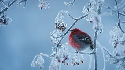 红鸟栖雪枝 冬季 自然 红色 4K