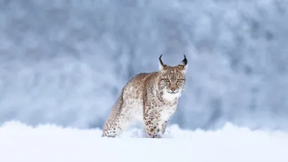 雪地中的猞猁 雪地 猞猁 冬季 4K