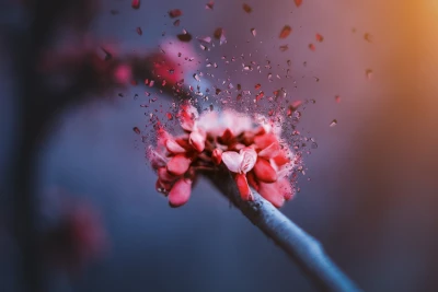 花瓣飞散的瞬间 自然 特写 抽象 4K