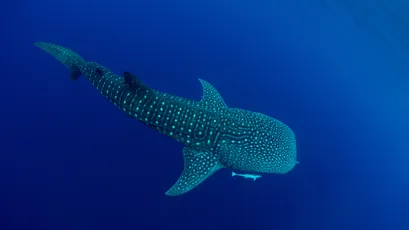 深海鲸鲨 海洋生物 水下摄影 蓝色调 4K