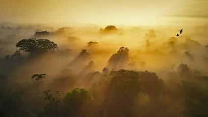 晨雾森林 自然景观 日出 金色光线 4K