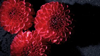 红菊绽放 花卉 红色 静物 8K