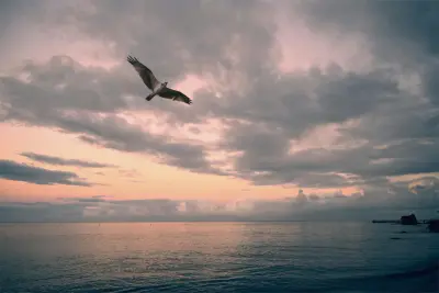 海天一色，孤鸟翱翔 海边 飞鸟 天空 2K