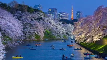 樱花河畔夜景 樱花 夜景 河流 4K