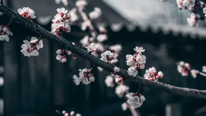 古寺梅花枝头俏 梅花 春天 古风 4K