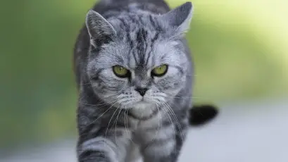 灰猫凝视 猫咪 凝视 灰色 1080P