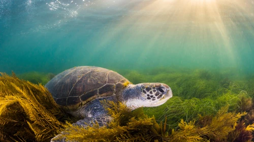 阳光下的海龟 水下摄影 海龟 海洋生物 4K