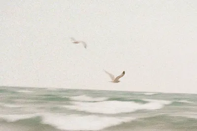 海鸥翱翔 海洋 海鸥 自然 2K