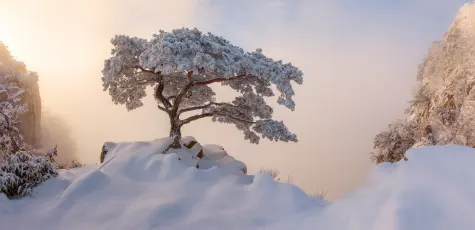 雪中孤树 冬季 雪景 孤树 2K