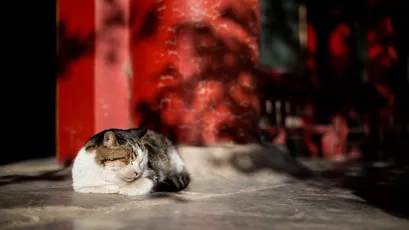 猫咪休息 猫咪 休息 红色背景 1080P