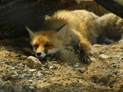 狐狸静卧沙地 动物 狐狸 自然 1080P