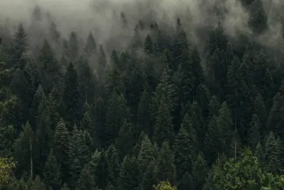 雾霭森林 自然景观 森林 雾气 4K