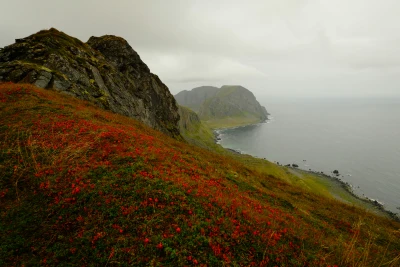 海岸山崖的红色花毯 风景 海岸 山崖 4K