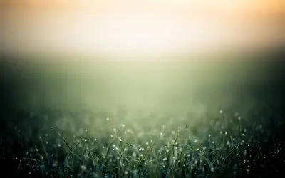 晨露草甸静谧时光 自然风光 清晨 露珠 2K