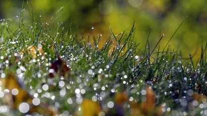 露珠草地 露珠 草地 自然 4K