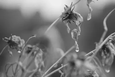 枯萎花枝上的露珠 自然 黑白摄影 特写 4K