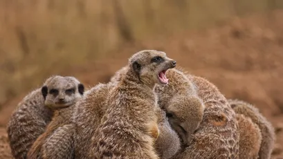 Meerkats H 动物 拥抱 棕色 4K